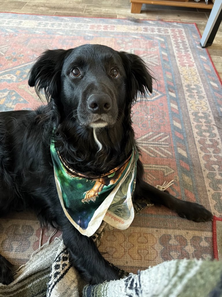 Bodie profile photo